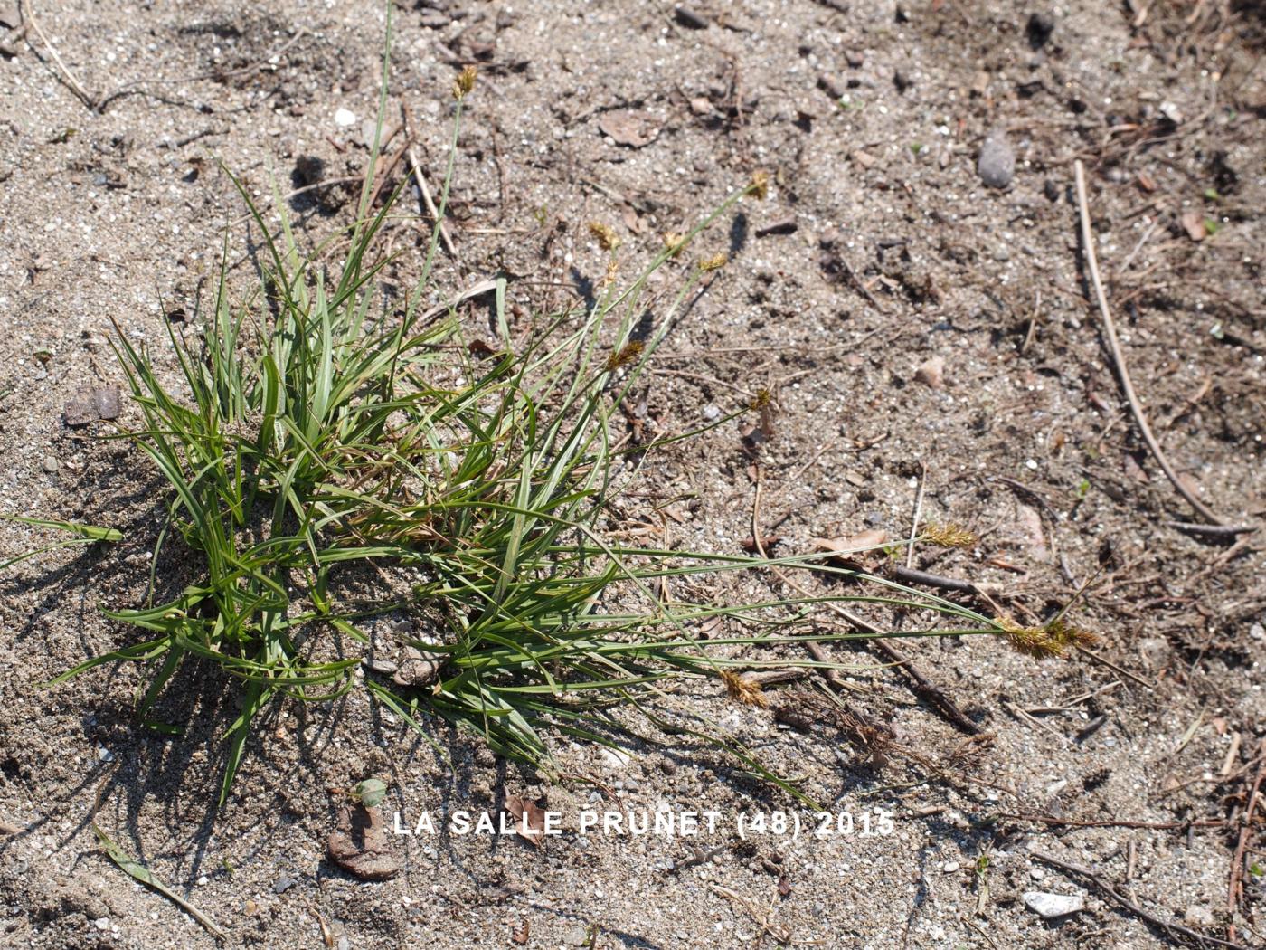 Blysmus, Broad-leaved plant